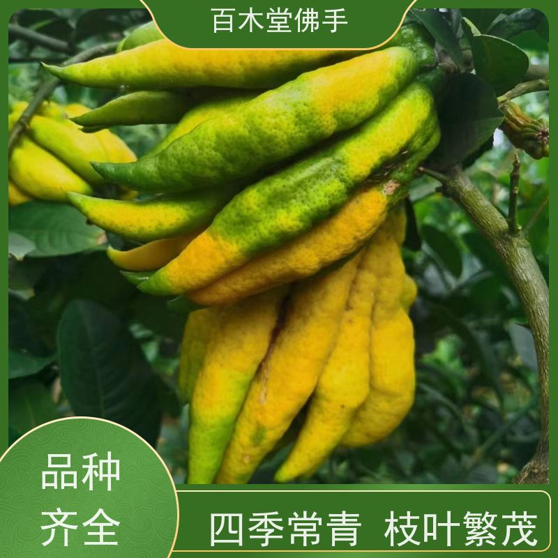百木堂园林景区栽植半夏种植高成活率 较耐干旱