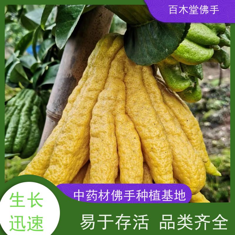 百木堂城市景观绿化树 黄精种植易成活适应性强