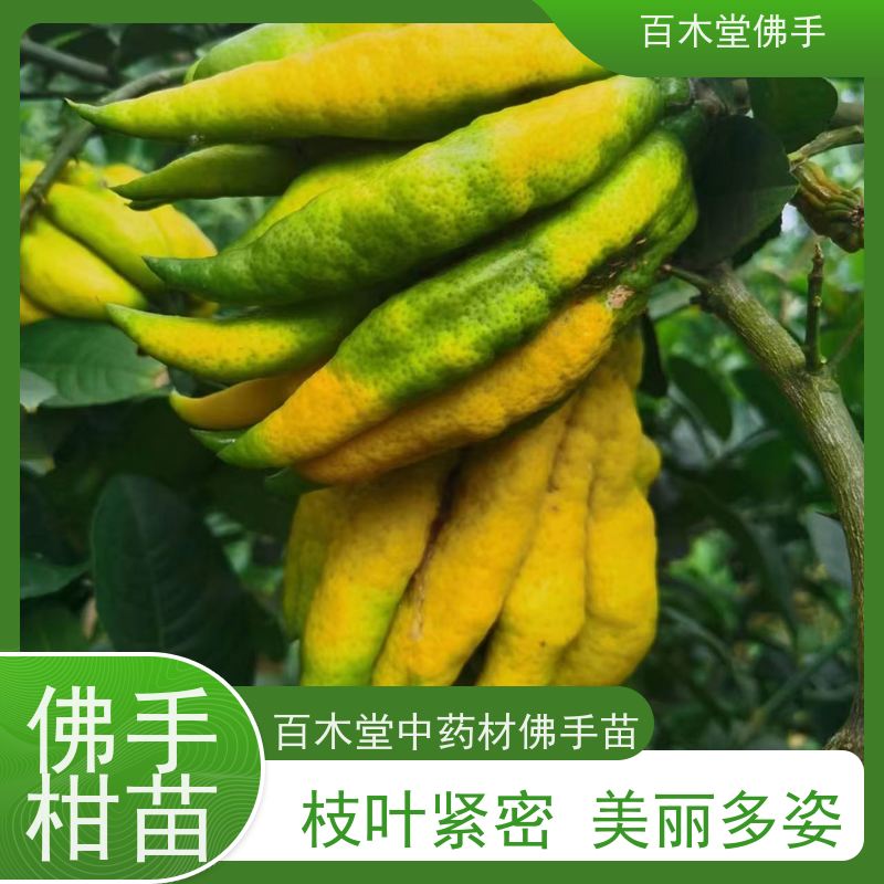 百木堂城市景观绿化树 金银花种植造型优美 产量高