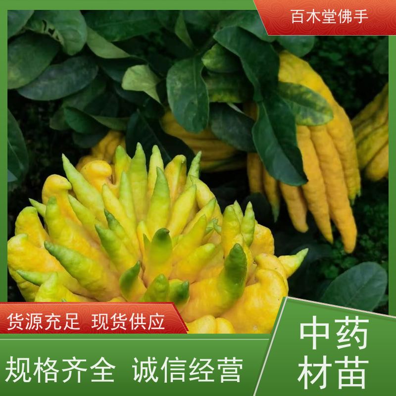 百木堂种苗基地直供水果种植高成活率 产量高