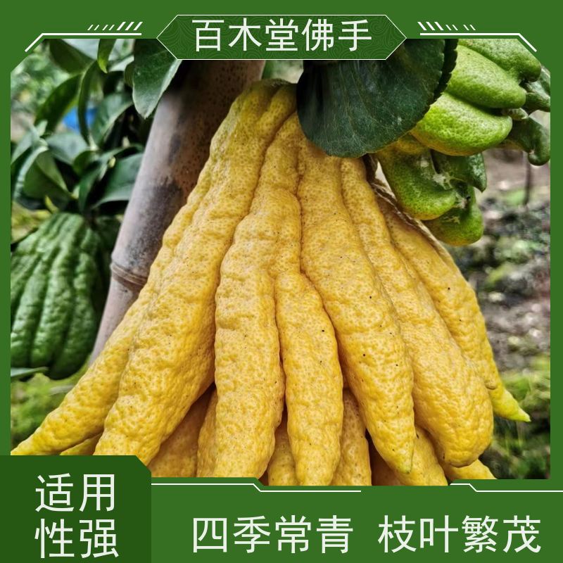 百木堂种苗基地直供黄精种植易成活用途广泛