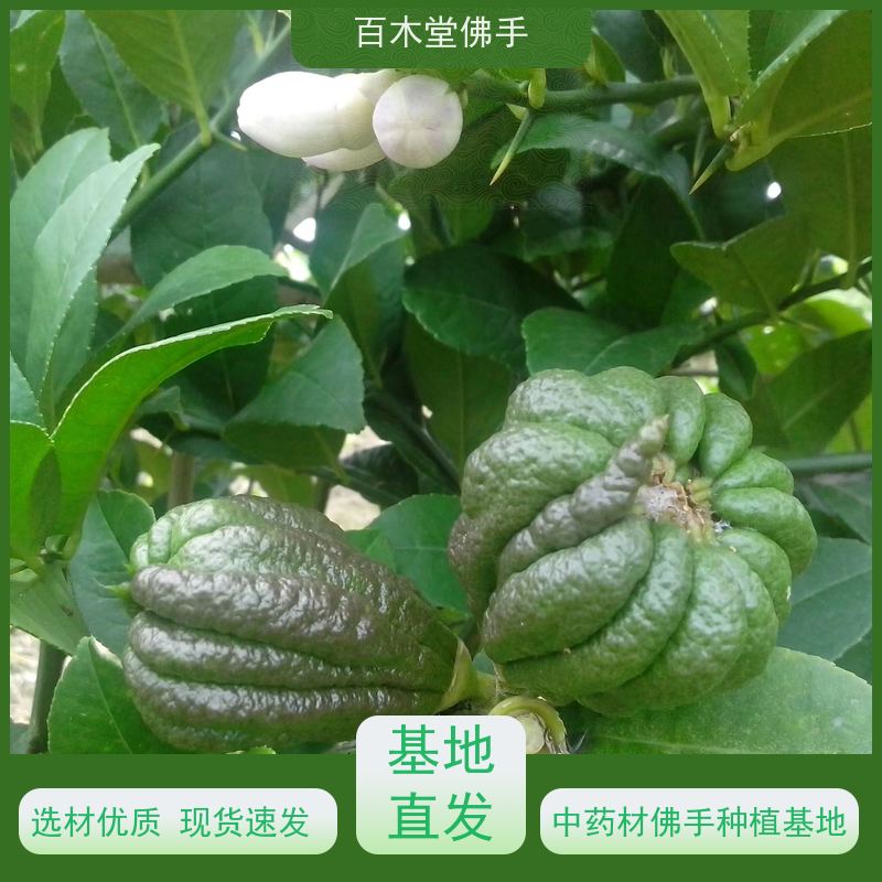 百木堂园林景区栽植黄精种植观赏植物 用途广泛