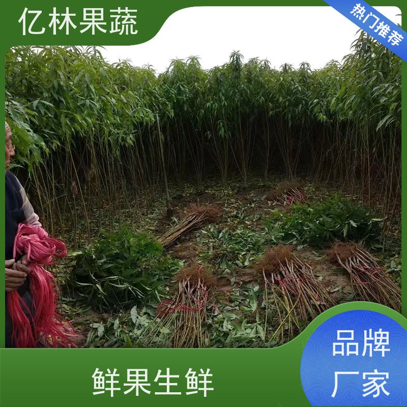 基地供应 桃树苗 嫁接技术指导 抗寒能力强 根系饱满成活率高