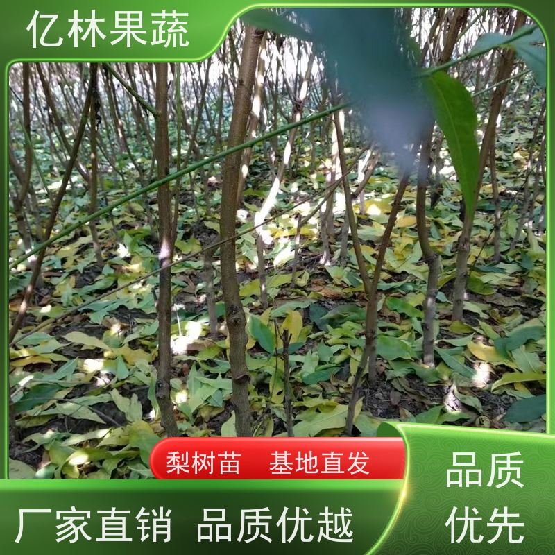 基地培育 桃树苗 晚熟品种桃 口感脆甜 果实饱满味道好