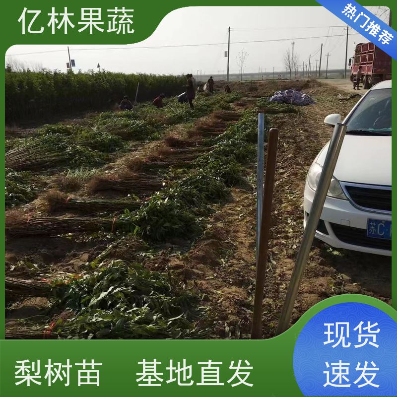 亿林苗木 冬桃苗 现挖现发 口感香甜 易栽培桃树苗