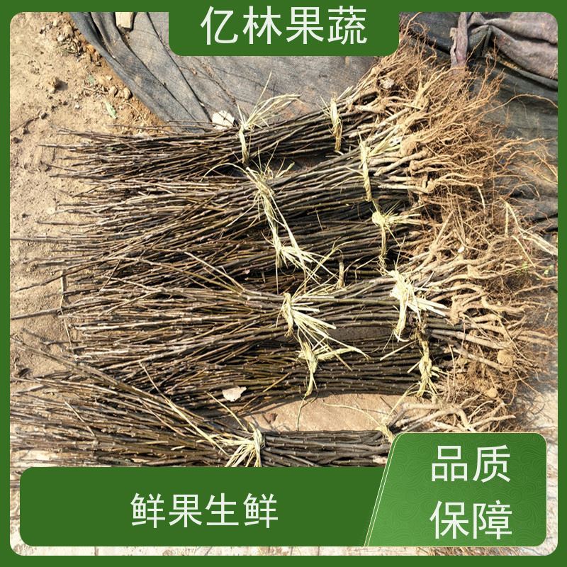 基地供应 油桃苗 嫁接技术指导 抗寒能力强 果实饱满味道好