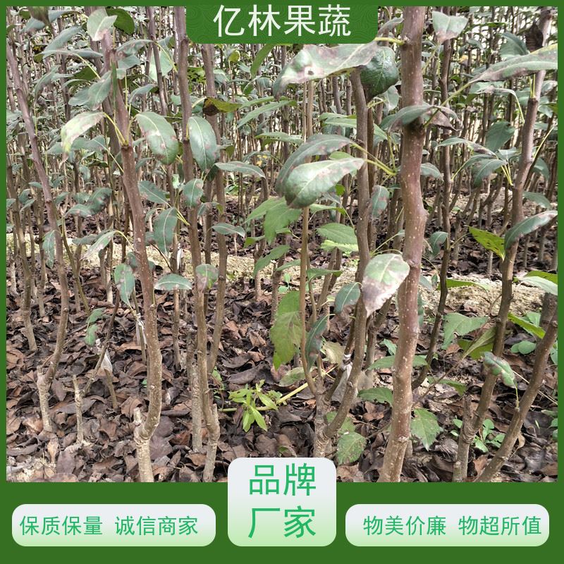 基地培育 冬桃苗 南北方种植 桃树果树苗 根系饱满成活率高