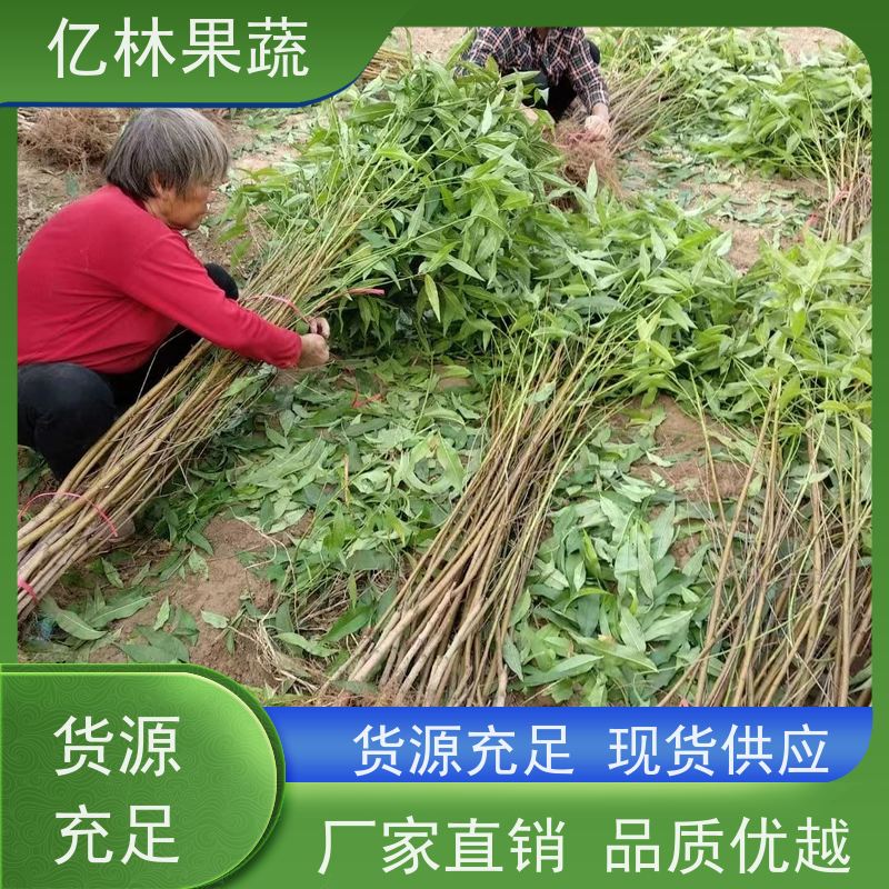 基地培育 黄桃苗 三公分现挖现发 品种齐全 果实饱满味道好