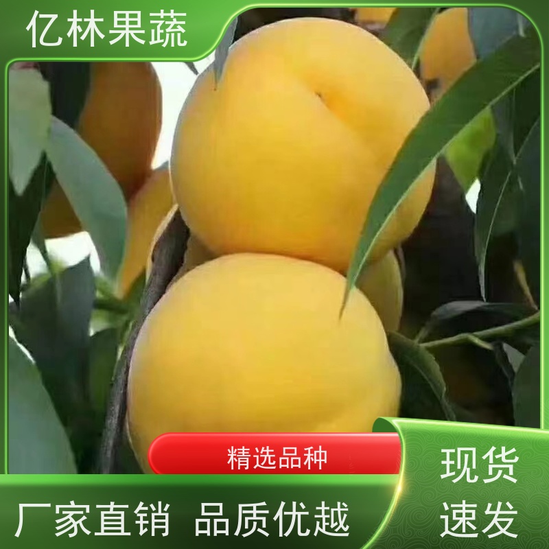 亿林苗木 园林嫁接桃苗 新品种挑苗 香甜可口 基地直发