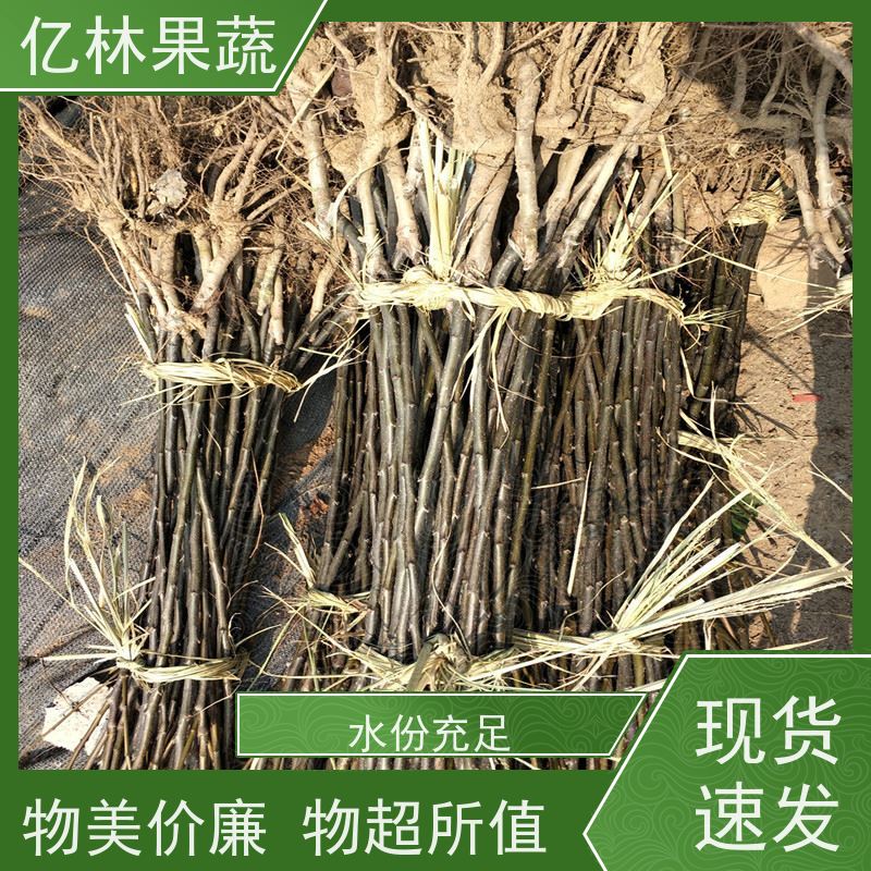 亿林苗木 冬桃苗 三公分现挖现发 品种齐全 根系饱满成活率高