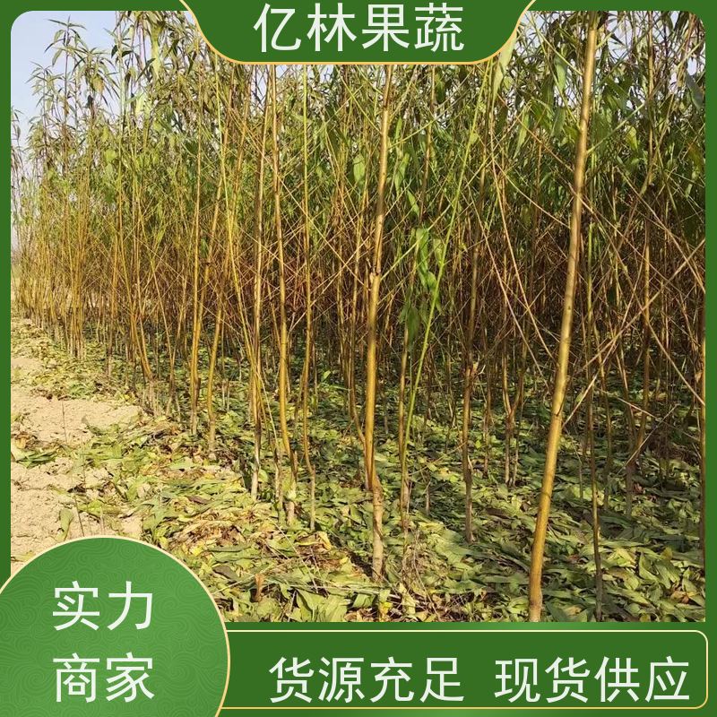 基地供应 秋彤桃 三公分现挖现发 品种齐全 成活率高