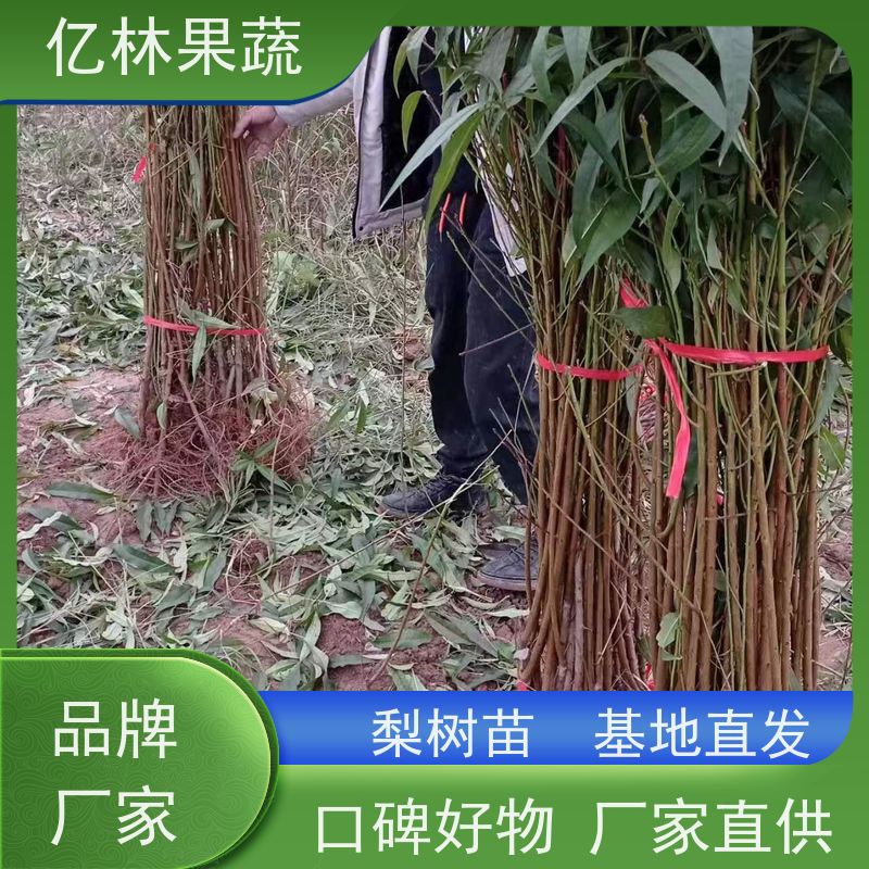 亿林苗木 冬桃苗 晚熟品种桃 口感脆甜 根系饱满成活率高
