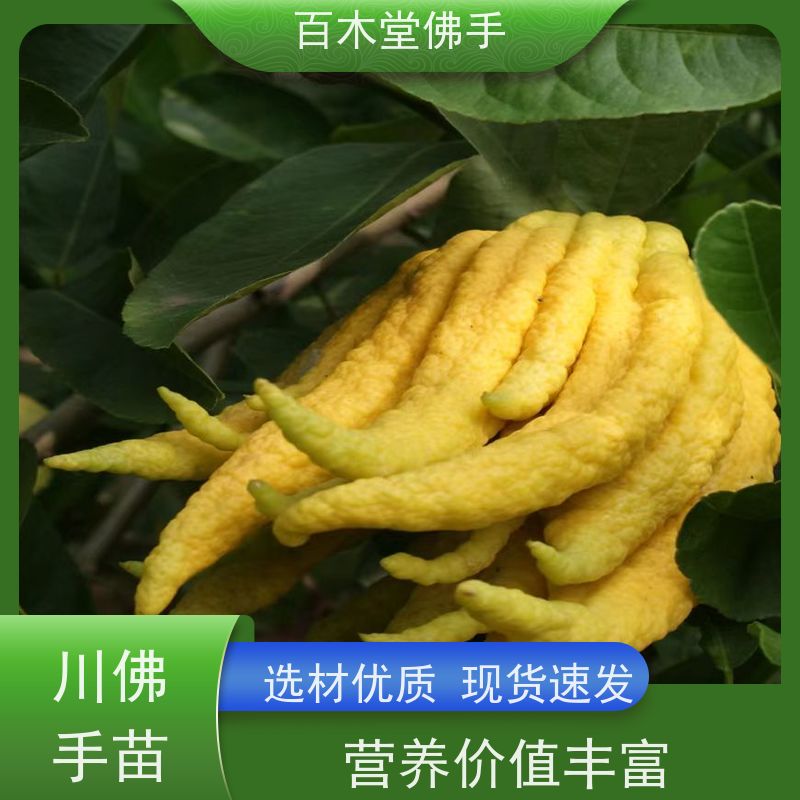 百木堂 四 川佛手苗 高成活率 较耐干旱 品种齐全