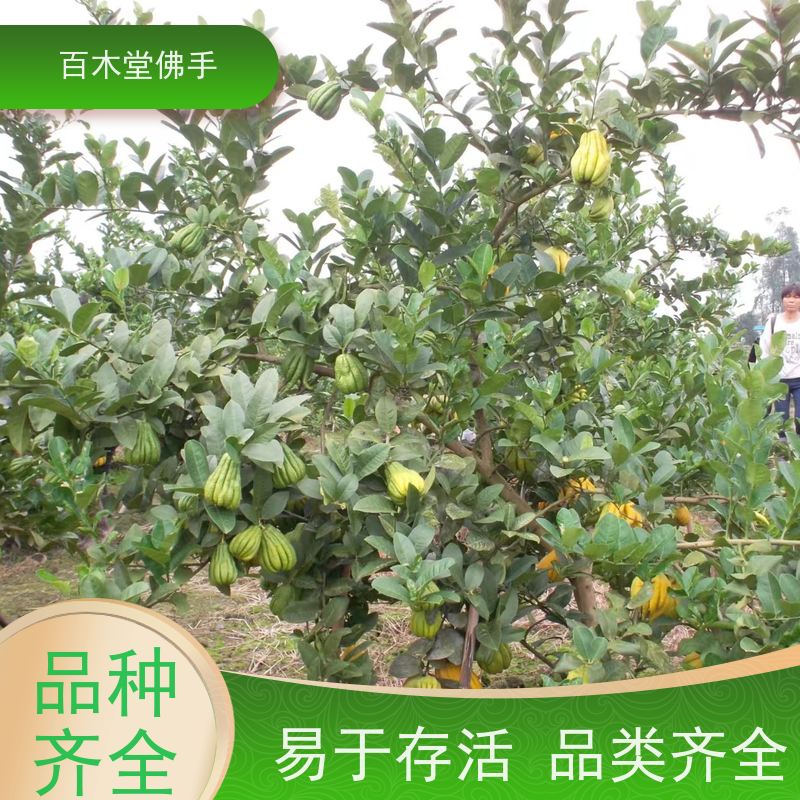 百木堂 重 庆佛手苗 园林景区栽植 用于庭院装饰