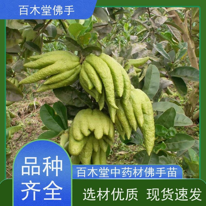 百木堂 四 川佛手苗 高成活率 较耐干旱 生长迅速
