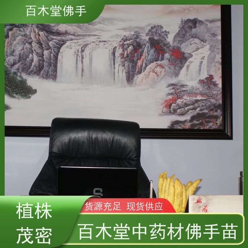 百木堂 金佛手苗 生长环境适应性强 用于室内外盆景