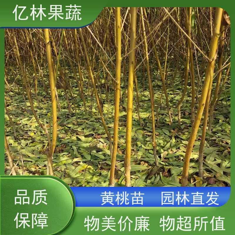 亿林苗木 园林嫁接桃苗 新品种挑苗 香甜可口 基地直发