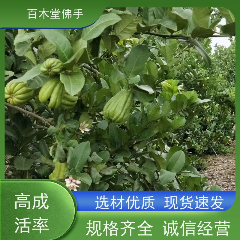 百木堂 四 川佛手苗 高成活率 较耐干旱 植株茂密