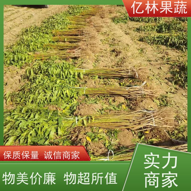 基地供应 晚熟桃树苗 特产果树桃幼苗 根系饱满成活率高