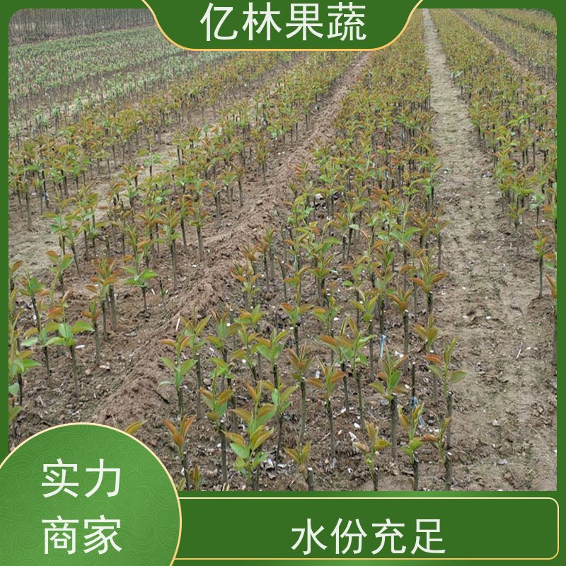 亿林苗木 秋彤桃 园林绿化果树苗 抗寒能力强 基地直发