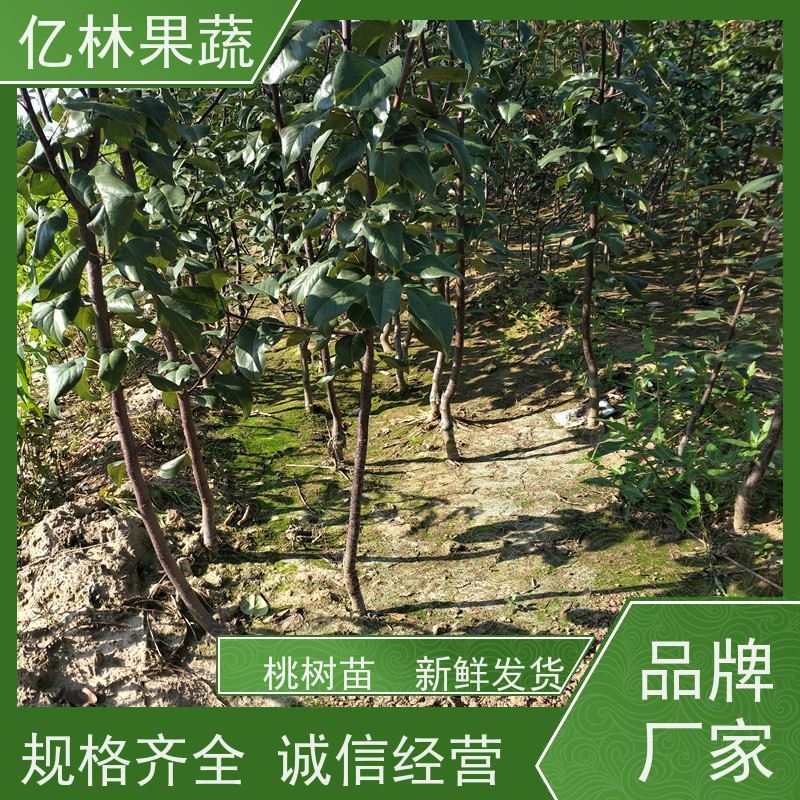 亿林苗木 黄桃苗 三公分现挖现发 品种齐全 易栽培桃树苗