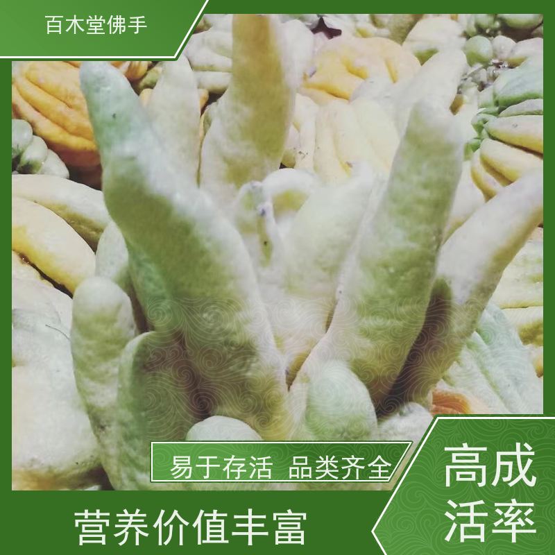 百木堂 川佛手 树形丰富 成活率高 城市景观绿化树 