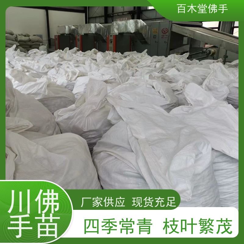 百木堂 广佛手 产量高 用途广泛 城市景观绿化树 