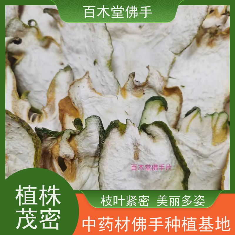 百木堂 金 佛手 可作为盆景摆设 货源充足 园林景区栽植