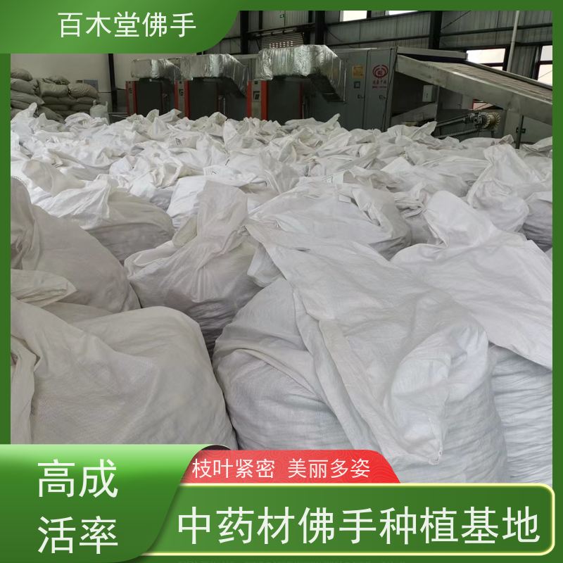 百木堂 广佛手 生长环境适应性强 道路绿化行道苗