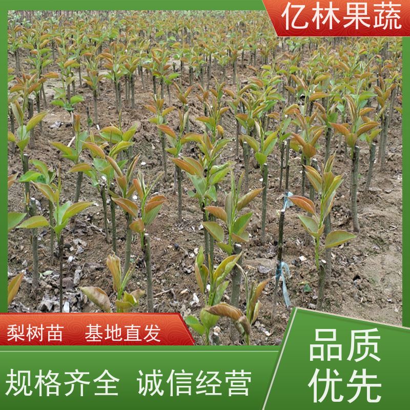 基地培育 黄桃苗 现挖现发 口感香甜 易栽培桃树苗