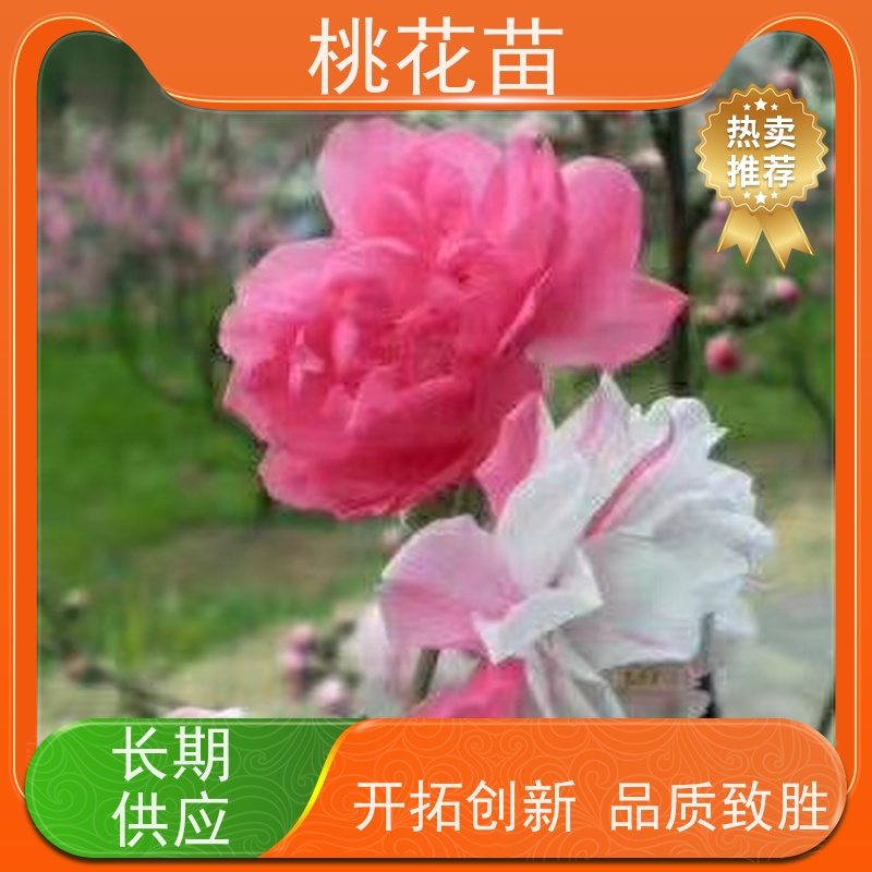 春丰苗木 花桃树 根系发达 桃花树苗批发价格2元