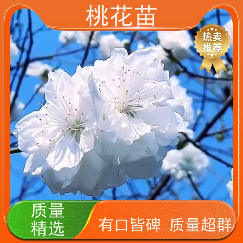春丰苗木 基地批发 树形优美 7公分 观赏性桃花苗