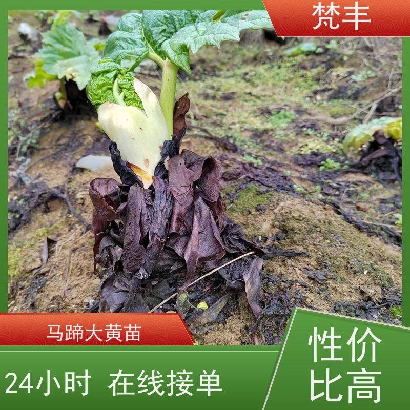 梵丰 大黄管理方法 活抗虫害全国发货 库存充足 厂家供应