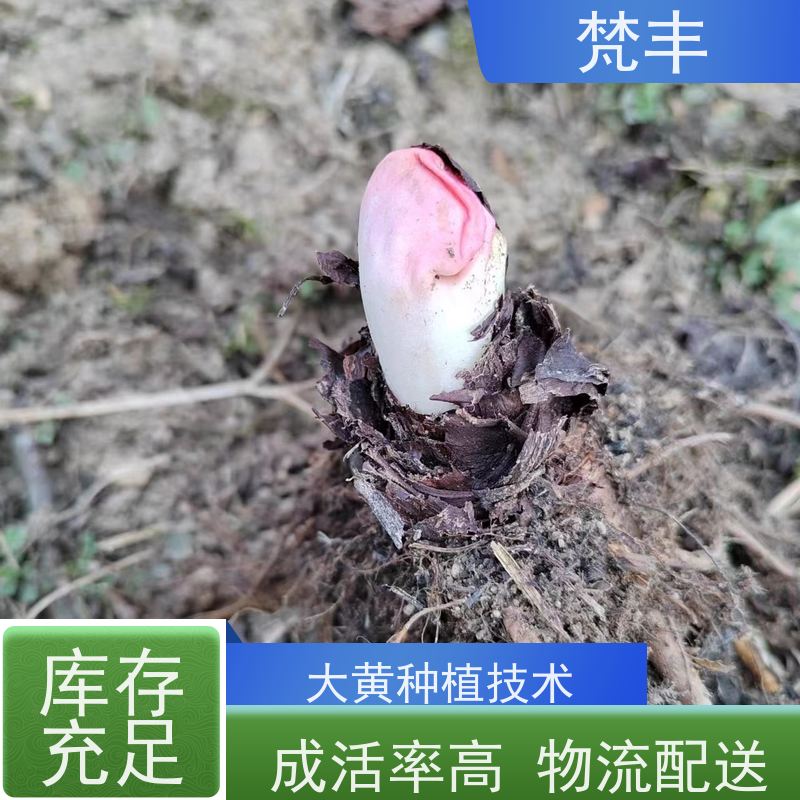 梵丰 大黄育苗 原产地 种植基地 库存充足 厂家供应