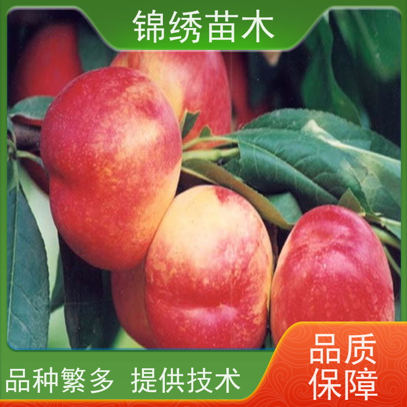 黄金蜜桃树苗 黄桃苗 桃树 晚熟早熟品种 现挖发苗根系好 基地培育