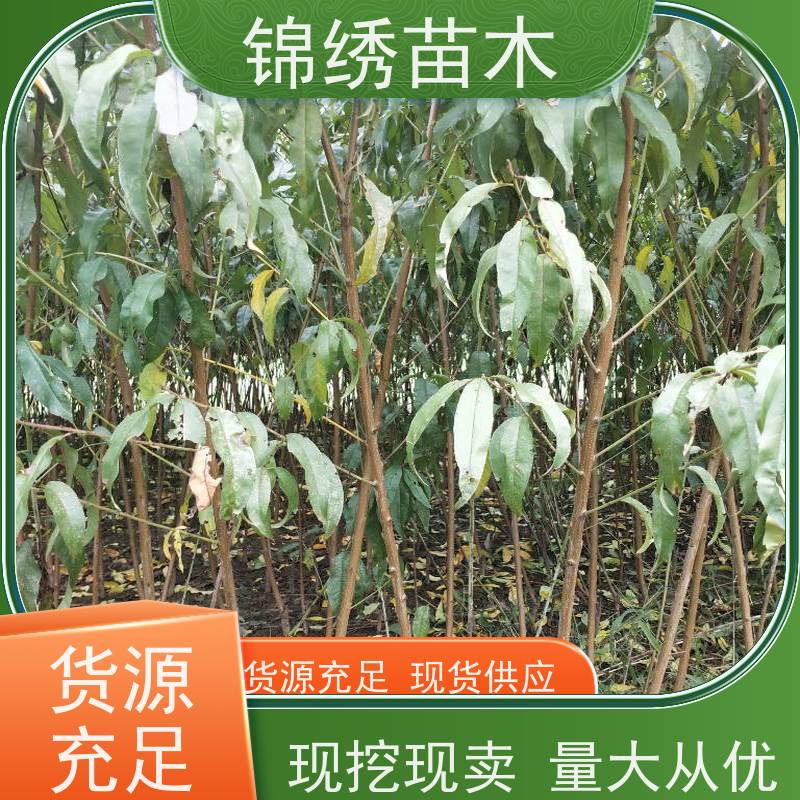 嫁接油桃树苗蟠桃中桃苗木 种植基地直发桃树苗 挂树时间长耐运输