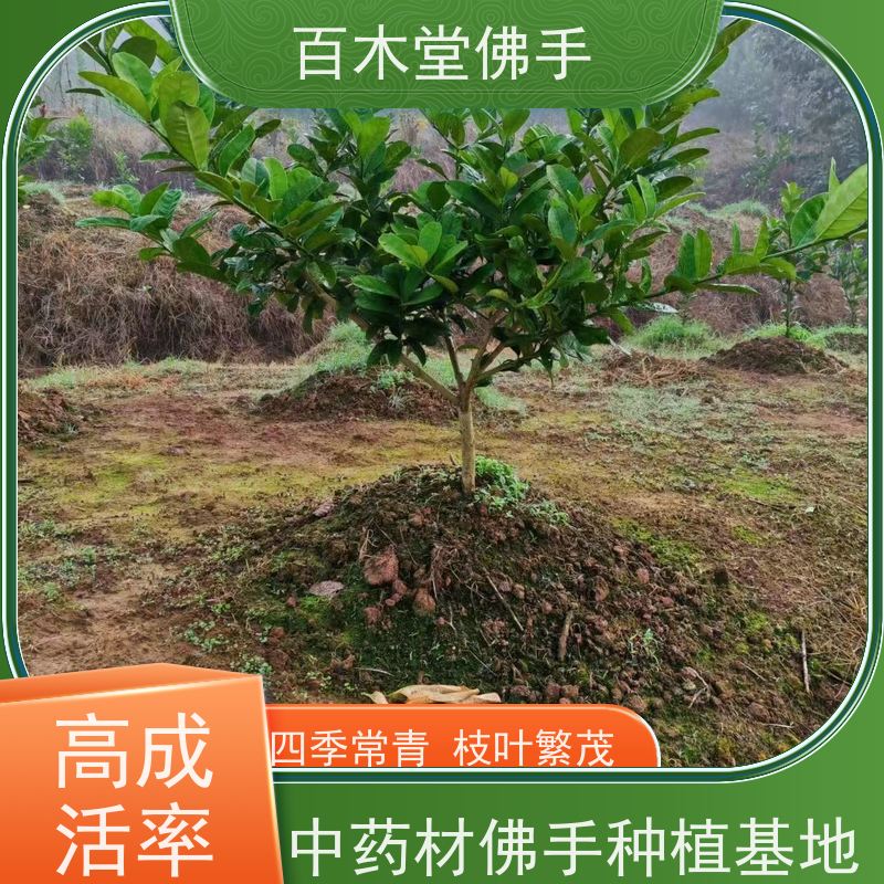 百木堂 川佛手苗 造型优美 易成活 种苗基地直供