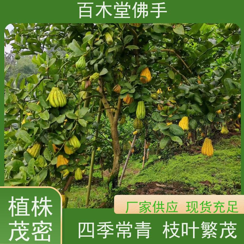 百木堂 川佛手苗 产量高 用途广泛 园林景区栽植