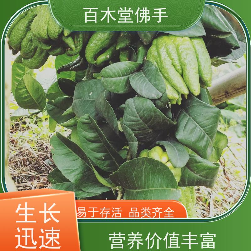 百木堂 川佛手苗 树形丰富 成活率高 园林景区栽植