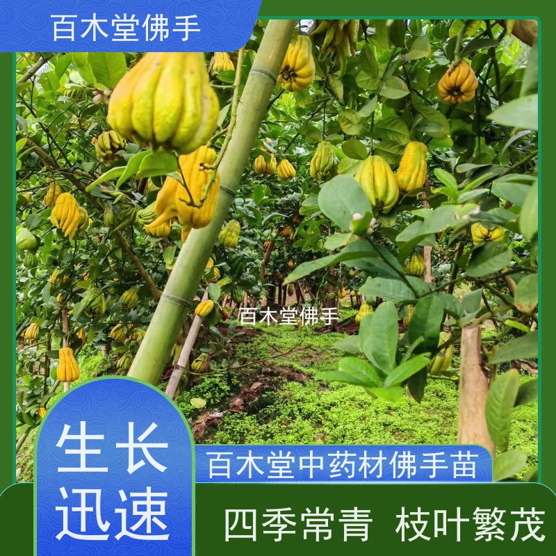 百木堂 川佛手苗 树形丰富 成活率高 城市景观绿化树 