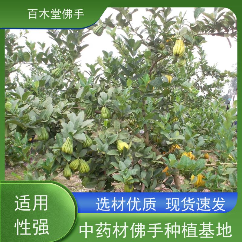百木堂 金佛手苗 树形丰富 成活率高 中药材种植基地 