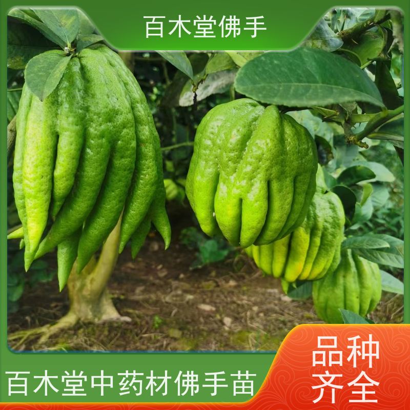 百木堂 川佛手苗 树形丰富 成活率高 中药材种植基地 