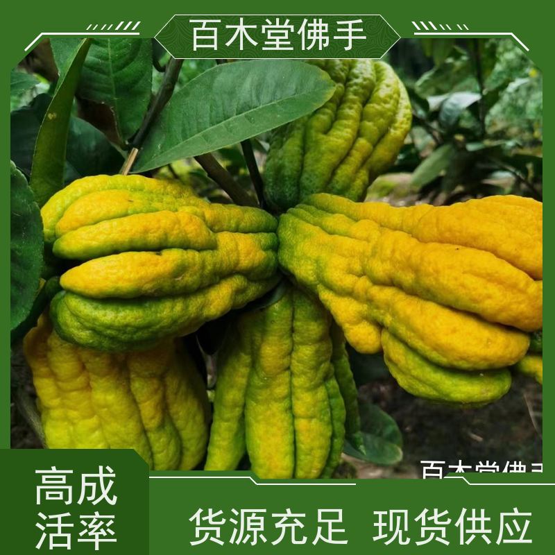百木堂 川佛手苗种植技术 树形丰富 成活率高 园林景区栽植
