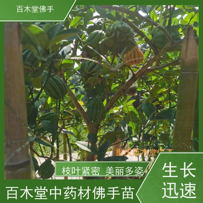 百木堂 佛手柑苗种植技术 生长迅速 品种齐全 用于庭院装饰