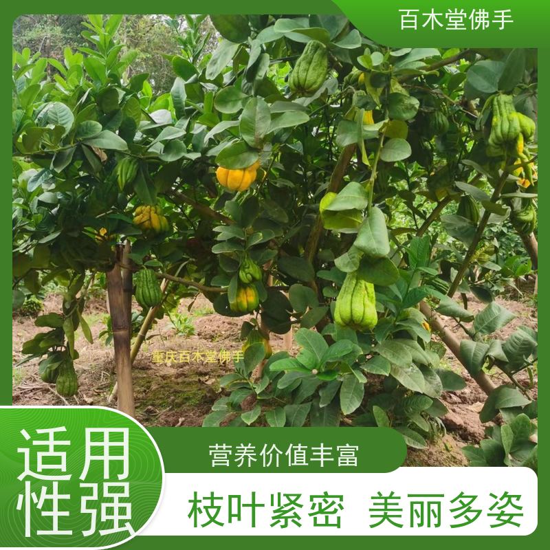 百木堂 川佛手苗种植技术 生长迅速 品种齐全 道路绿化行道苗