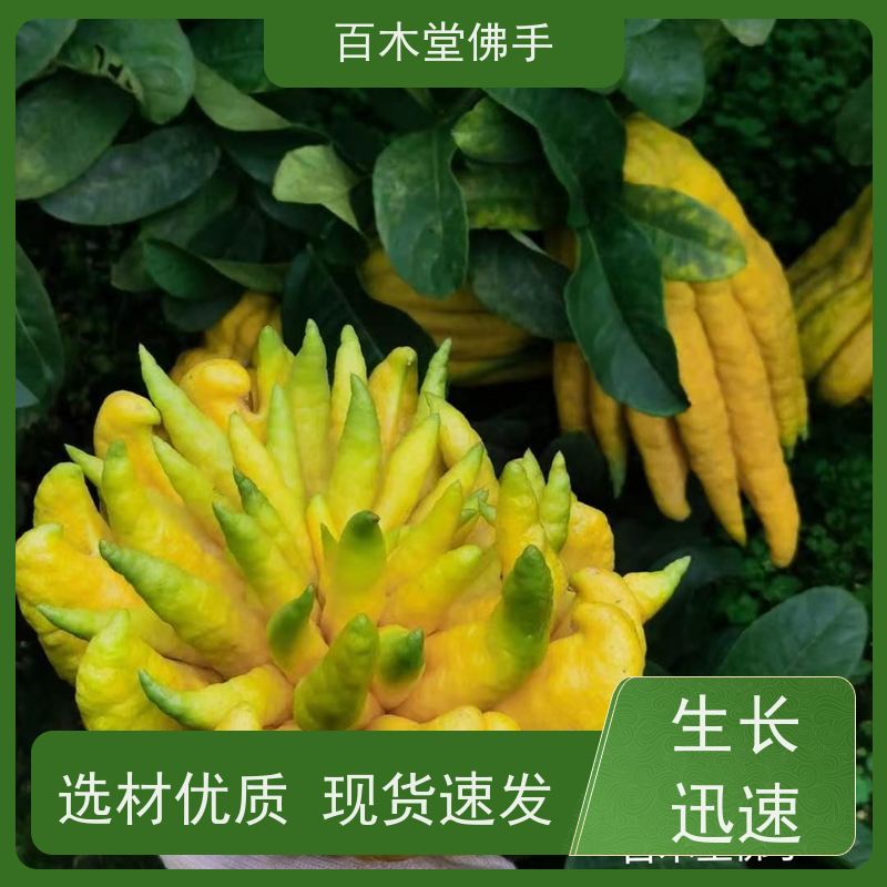 百木堂园林景区栽植半夏种植观赏植物 生长迅速
