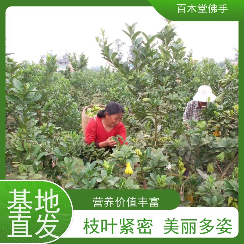 百木堂园林景区栽植水果种植枝叶紧密 规格齐全