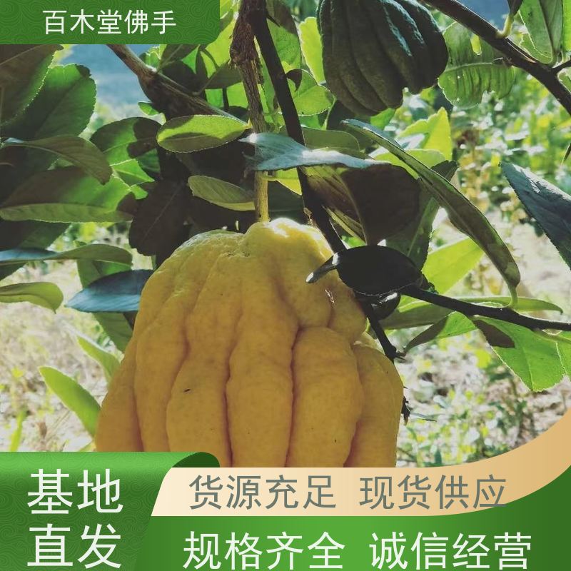 百木堂种苗基地直供川佛手苗造型优美 用途广泛