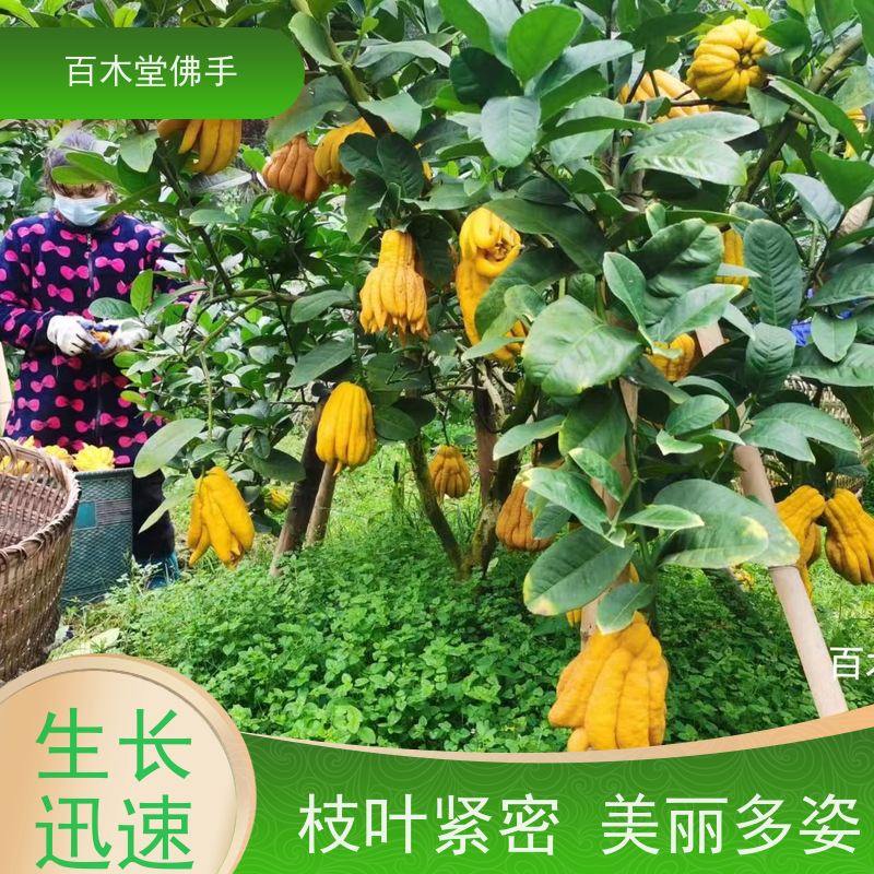 百木堂道路绿化行道苗黄精种植适用性强 规格齐全