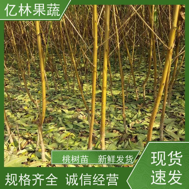 亿林苗木 园林嫁接桃苗 晚熟品种桃 口感脆甜 根系饱满成活率高